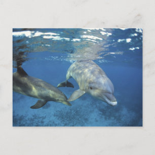 Carte Postale Mexique, Cozumel. Grand dauphin, Tursiops 5