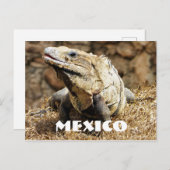 Carte Postale Mexique Reptile Wild Iguana (Devant / Derrière)