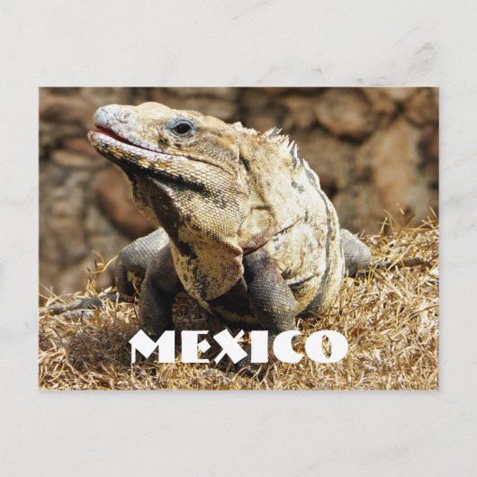 Carte Postale Mexique Reptile Wild Iguana (Devant)