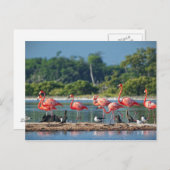 Carte Postale Mexique Rio Lagartos (Devant / Derrière)