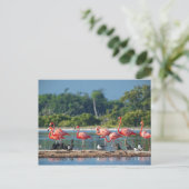 Carte Postale Mexique Rio Lagartos (Debout devant)