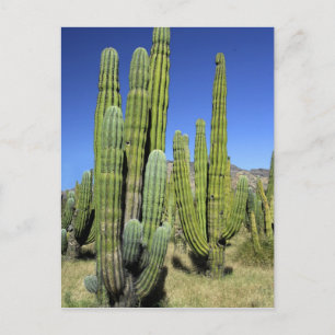 Carte Postale Mexique, Sonora, San Carlos. Tuyau du Saguaro et d