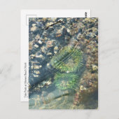 Carte Postale Meyers Beach North, Gold Beach, Oregon (Devant / Derrière)