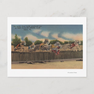 Carte Postale Miami, FL - Greyhound Dog Race au Kennel Club