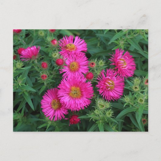 Carte Postale Michaelmas Daisies (Devant)
