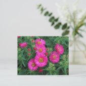 Carte Postale Michaelmas Daisies (Debout devant)