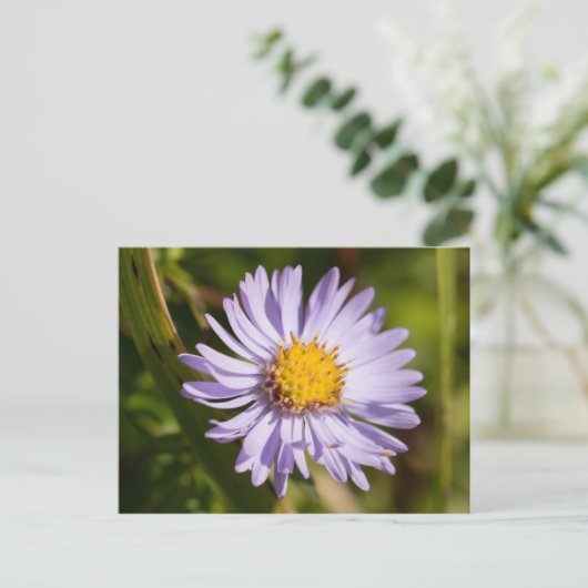 Carte Postale Michaelmas Daisy (Debout devant)