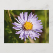 Carte Postale Michaelmas Daisy (Devant)
