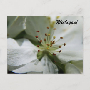 Carte Postale Michigan Apple Blossom