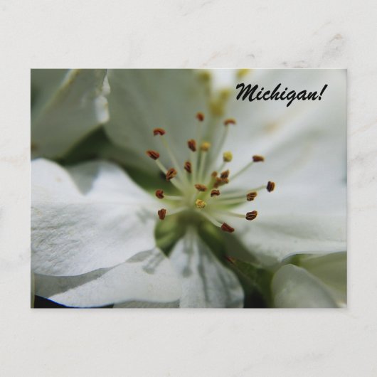 Carte Postale Michigan Apple Blossom (Devant)
