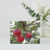 Carte Postale Michigan Cherries (Debout devant)