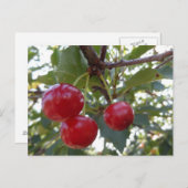 Carte Postale Michigan Cherries (Devant / Derrière)