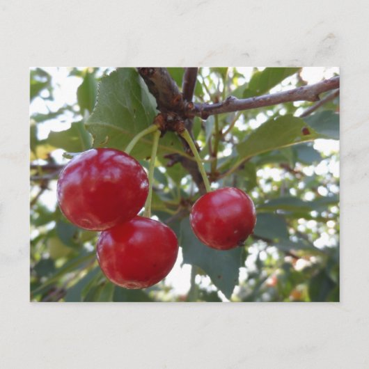 Carte Postale Michigan Cherries (Devant)