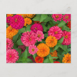 Carte Postale Michigan, Dearborn, Greenfield Village. De près