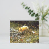 Carte postale Michigan Fox (Debout devant)