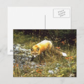 Carte postale Michigan Fox (Devant / Derrière)