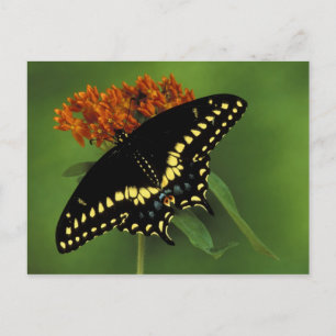 Carte Postale Michigan, Rochester. American Eastern Black