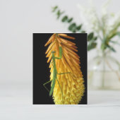 Carte Postale Michigan, Rochester Hills. Priez Mantis sur le rou (Debout devant)