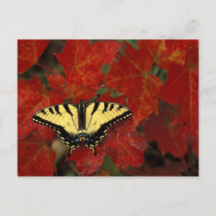 Carte Postale Michigan, Wetmore Tiger Swallowtail sur érable
