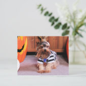 Carte Postale Mickey - Yorkshire Terrier - Shannon (Debout devant)
