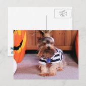 Carte Postale Mickey - Yorkshire Terrier - Shannon (Devant / Derrière)
