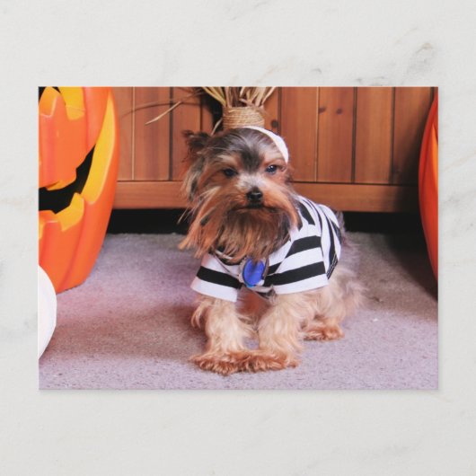 Carte Postale Mickey - Yorkshire Terrier - Shannon (Devant)