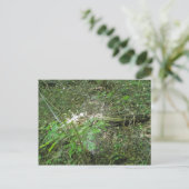 Carte Postale Micrathena Web (Debout devant)