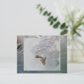 Carte postale Micrathena Web & Spider (Debout devant)