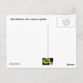 Carte postale Micrathena Web & Spider (Dos)