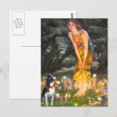 Carte Postale MidEve - Boston Terrier #2 (Devant / Derrière)