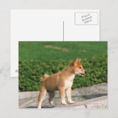 Carte Postale Midget Shiba 2 japonais (Devant / Derrière)