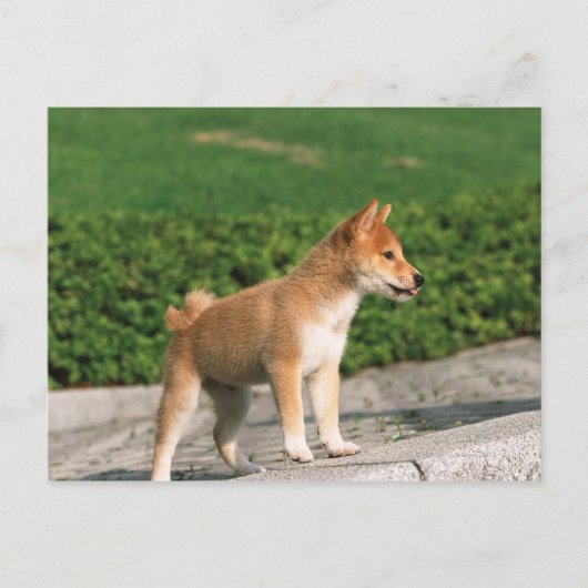 Carte Postale Midget Shiba 2 japonais (Devant)