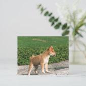 Carte Postale Midget Shiba 2 japonais (Debout devant)