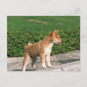 Carte Postale Midget Shiba 2 japonais