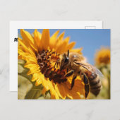 Carte Postale Miel abeille polinant tournesol (Devant / Derrière)