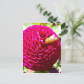 Carte Postale Miel abeille sur une fleur (Debout devant)