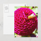 Carte Postale Miel abeille sur une fleur (Devant / Derrière)