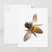 Carte Postale Miel Bee (Devant / Derrière)