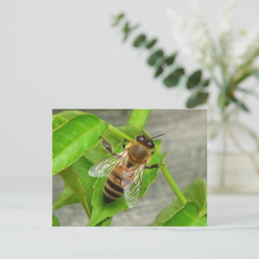 Carte Postale Miel Bee (Debout devant)