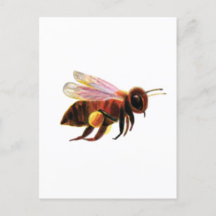 Carte Postale Miel Bee avec ses corbeilles de pollen