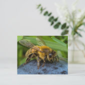 Carte Postale Miel Bee sur un rocher (Debout devant)
