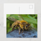 Carte Postale Miel Bee sur un rocher (Devant / Derrière)