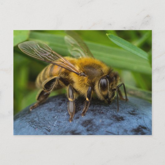 Carte Postale Miel Bee sur un rocher (Devant)