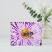 Carte Postale Miel Bee sur une marguerite Michaelmas (Debout devant)