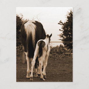 Carte Postale mignon