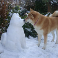 mignon akita baiser bonhomme de neige akita photo