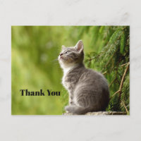 Mignon Chat Gris Qui Regarde Vers le Haut Photo Me