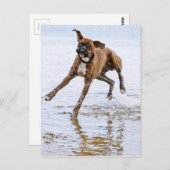 Carte Postale Mignon chien boxeur drôle (Devant / Derrière)