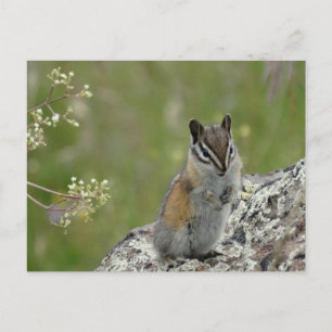 Carte Postale mignon chipmunk sur rocher