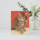 Carte Postale Mignon et câlin petit chaton (Debout devant)